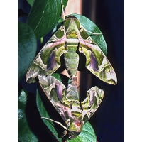 Oleander Hawk nerii Pupae Oleander Hawk nerii Pupae